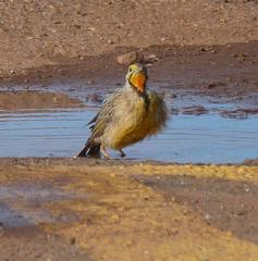 Macronyx capensis colletti