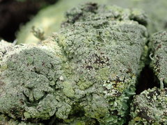 Trapeliopsis granulosa