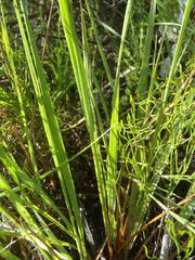 Setaria sphacelata sphacelata