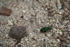 Cicindela patruela