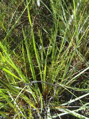 Setaria sphacelata sphacelata