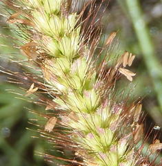 Setaria sphacelata sphacelata