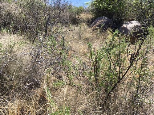 Pale desert-thorn (Lycium pallidum)