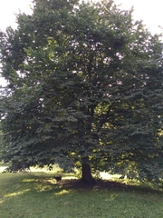 Ulmus