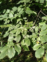 Ulmus