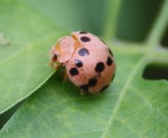 Solanophila paykullii