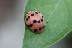 Solanophila paykullii