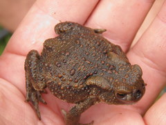Lucilia bufonivora