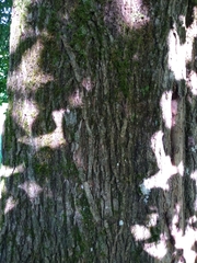 Ulmus