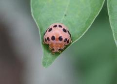 Solanophila paykullii