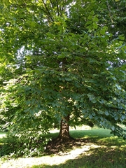 Ulmus