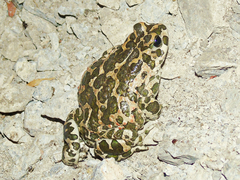 Bufotes viridis viridis