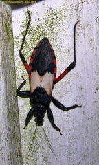 Microtomus purcis