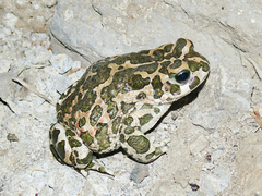 Bufotes viridis viridis