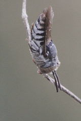 Allocoelioxys