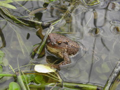 Lucilia bufonivora