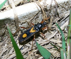 Rasahus hamatus