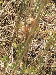 Diogmites angustipennis