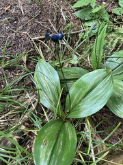 Clintonia umbellulata