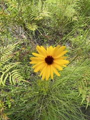 Coreopsis linifolia