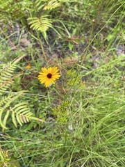 Coreopsis linifolia