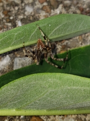 Araneus diadematus