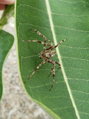 Araneus diadematus