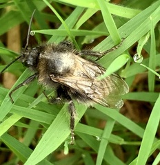 Bombus vestalis