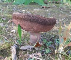 Tylopilus alboater
