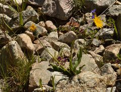 Hieracium armerioides