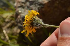 Hieracium armerioides