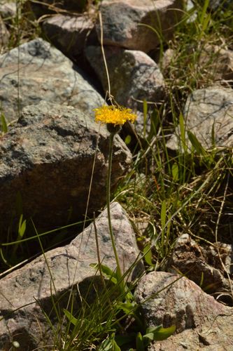 Hieracium armerioides