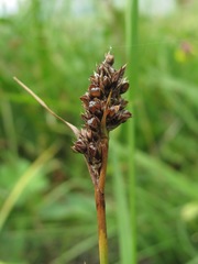 Luzula stenophylla