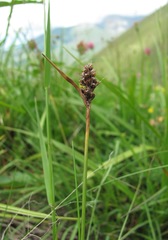 Luzula stenophylla