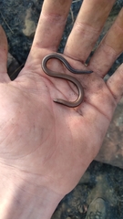 Scelotes mossambicus