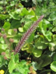 Hordeum brevisubulatum