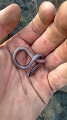 Scelotes mossambicus