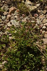 Trifolium pallescens