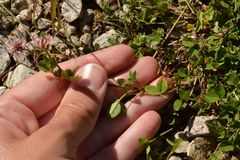 Trifolium pallescens