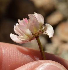 Trifolium pallescens