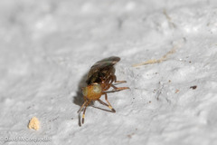 Encyrtinae