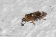 Encyrtinae