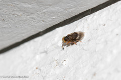 Encyrtinae