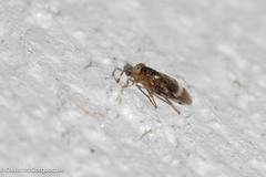 Encyrtinae