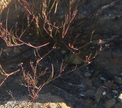 Centella virgata virgata