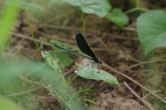 Matrona basilaris