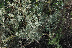 Psoralea rubicunda