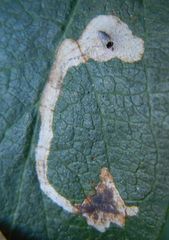 Phytomyza lonicerae