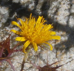 Berkheya cruciata cruciata