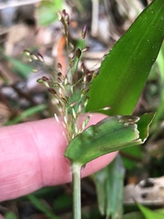 Dichanthelium commutatum